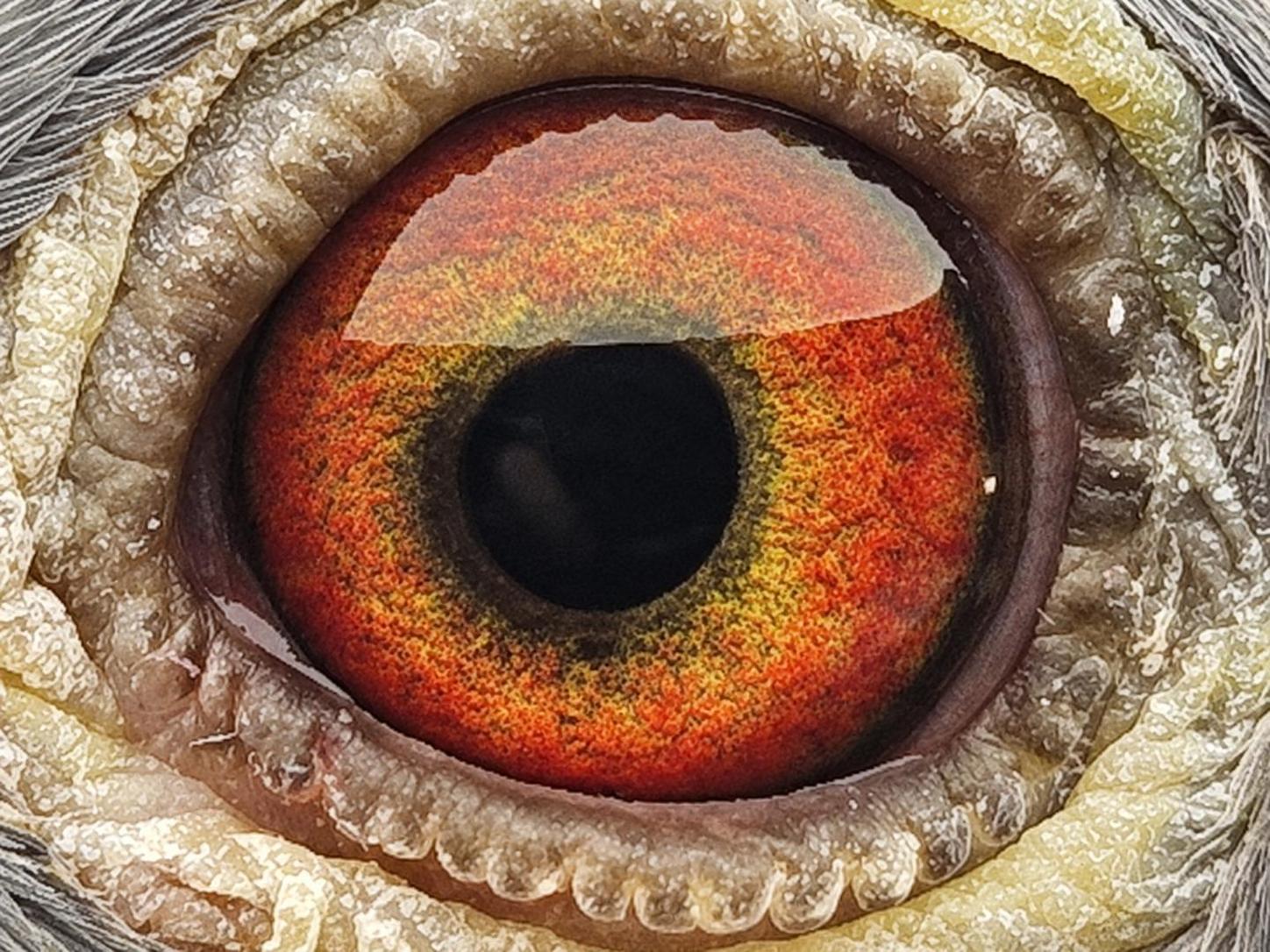 Pigeon eye